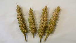 Life cycle and symptoms of fusarium and microdochium in cereals